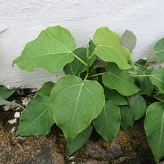 Ficus rumphii