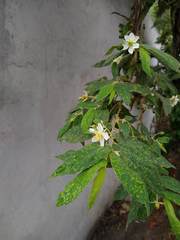 Muntingia calabura