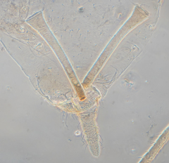 Acyrthosiphon lactucae