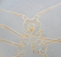 Acyrthosiphon lactucae