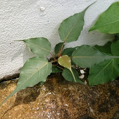 Ficus religiosa