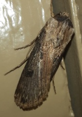 Agrotis malefida