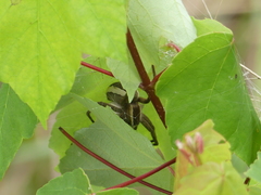 Pisaurina