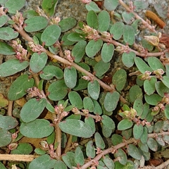 Euphorbia thymifolia