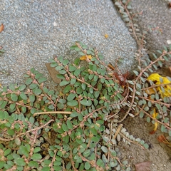 Euphorbia thymifolia