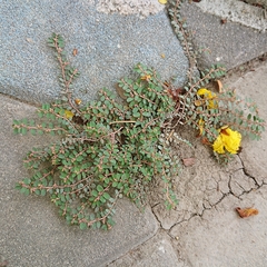Euphorbia thymifolia
