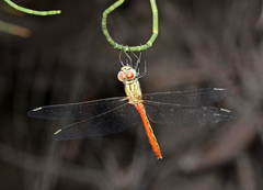 Sympetrum tibiale
