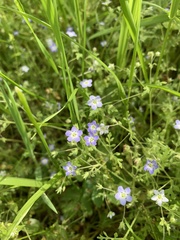 Nemophila pulchella
