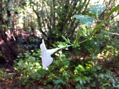 Rhabdadenia biflora