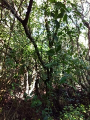 Rhabdadenia biflora