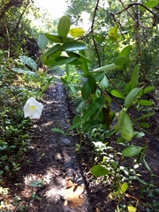 Rhabdadenia biflora