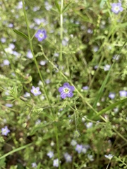Nemophila pulchella