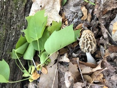 Morchella sceptriformis