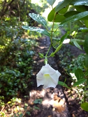 Rhabdadenia biflora