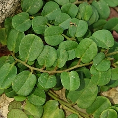 Evolvulus nummularius