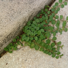 Evolvulus nummularius