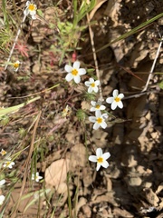 Leptosiphon parviflorus