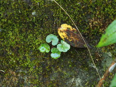 Hydrocotyle nepalensis