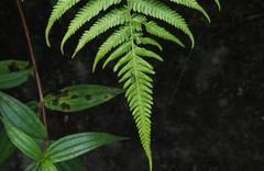 Diplazium dilatatum