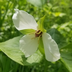 Trillium flexipes