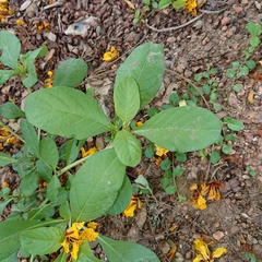 Ruellia tuberosa