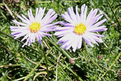 Brachyscome rigidula