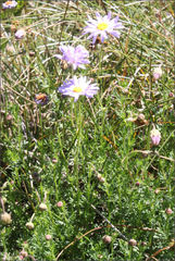 Brachyscome rigidula