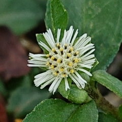 Eclipta prostrata
