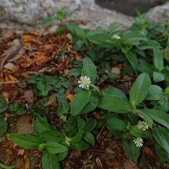 Eclipta prostrata