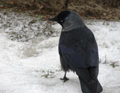 Corvus monedula