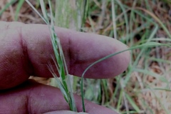 Rytidosperma racemosum