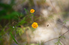 Melampodium linearilobum