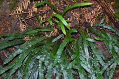 Blechnum patersonii