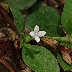 Oldenlandia corymbosa