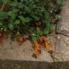 Oldenlandia corymbosa