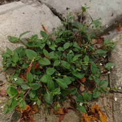 Oldenlandia corymbosa