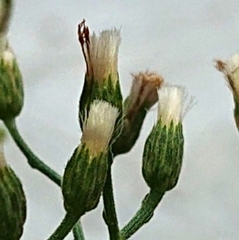 Cyanthillium cinereum