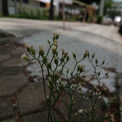 Cyanthillium cinereum