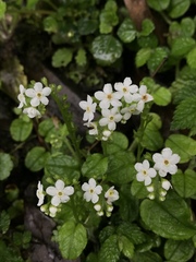 Trigonotis formosana elevatovenosa