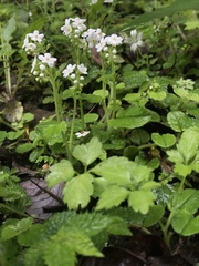 Trigonotis formosana elevatovenosa