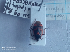 Deraeocoris trifasciatus