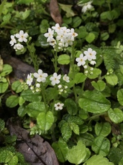 Trigonotis formosana elevatovenosa