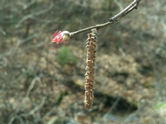 Corylus sieboldiana mandshurica