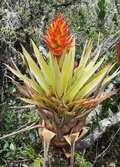 Tillandsia turneri