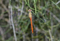 Sympetrum tibiale