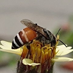 Apis florea