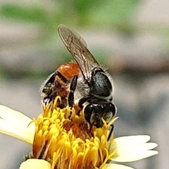 Apis florea