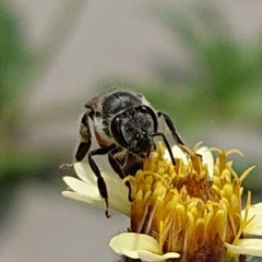 Apis florea