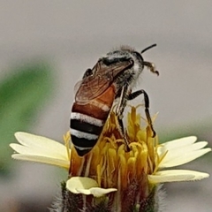 Apis florea