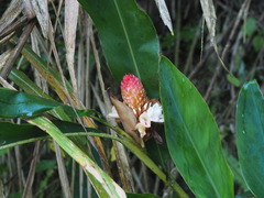 Alpinia sessiliflora
